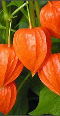 Photo:  orange (2)